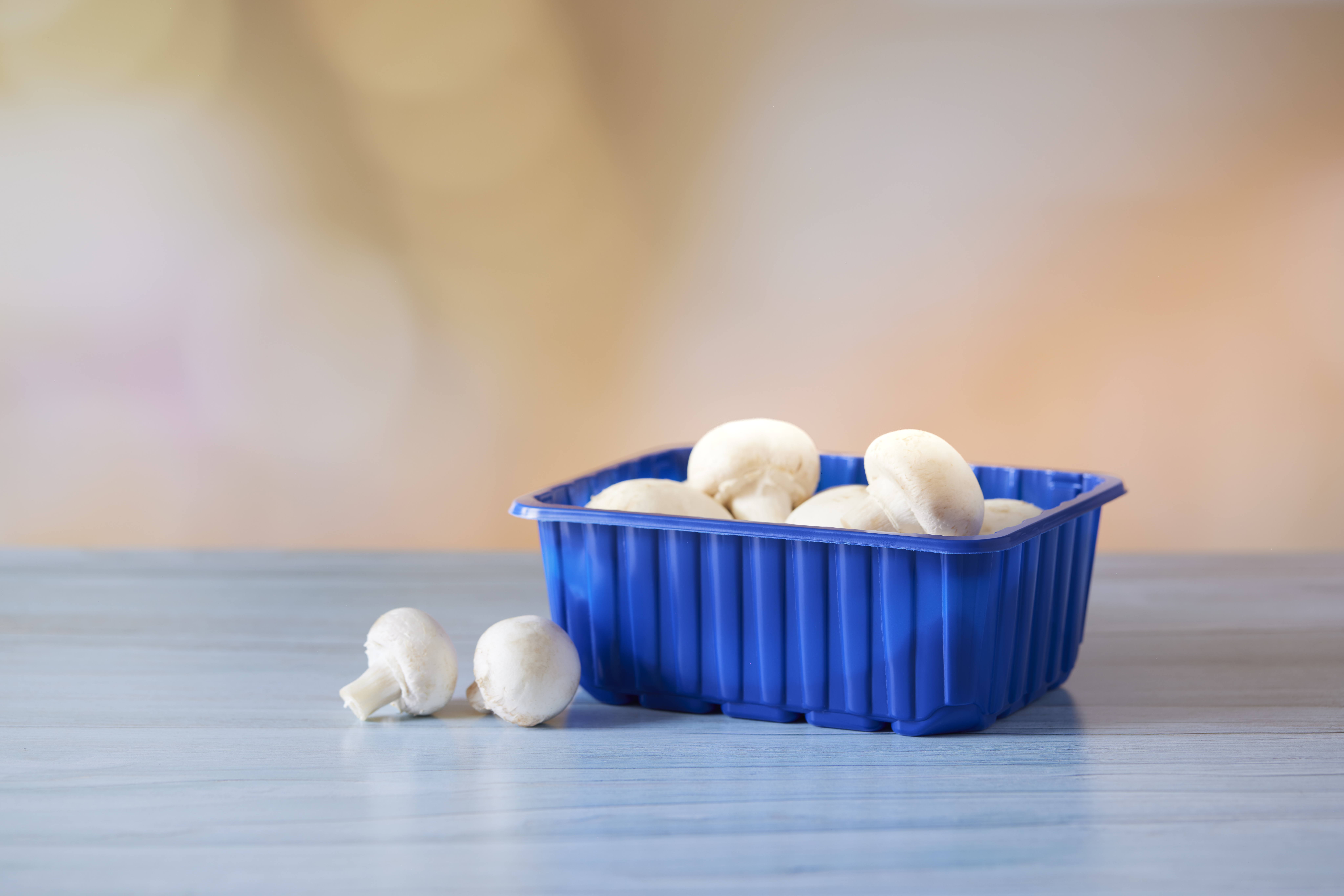 PP_Blue_Mushrooms_Studio